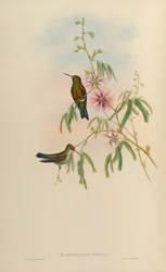 Chlorostilbon phaethon = Chlorostilbon aureoventris = Chlorostilbon lucidus
